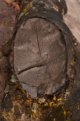 trunk of a tree trunk