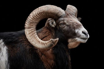 Close-up side view of European mouflon ram (Ovis aries musimon) isolated on black background
