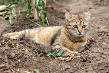 A tabby cat lies on the ground in a bed near tomato bushes