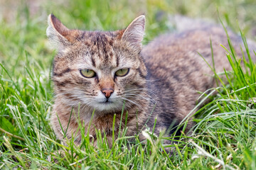Naklejka na ściany i meble A tabby cat lies in the garden in the green grass