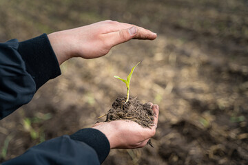 Eine junge Maispflanze liegt mit Wurzel und Erde in einer Hand, die andere Hand beschützt von oben...