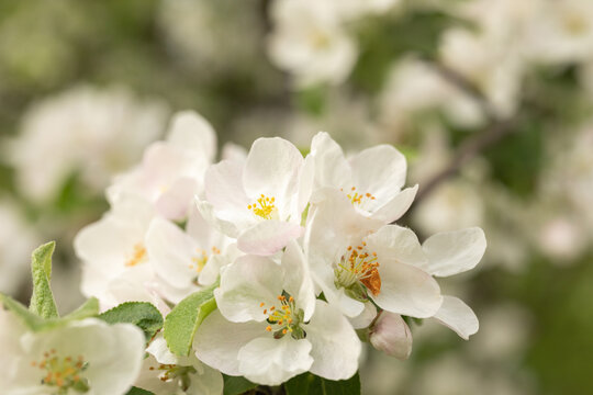 Close-up of white Apple blossoms on a bright light green background. An image for creating a calendar, book, or postcard. Selective focus.