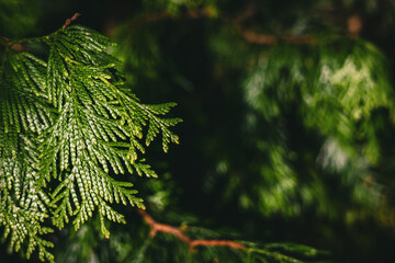 Fototapeta na wymiar Close-up at green thuja plicata needles. Branch of Western Red Cedar