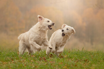 two dogs playing