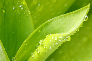 Water drops on a rolled lily of the valley leaf. Abstract green background for design on the theme...