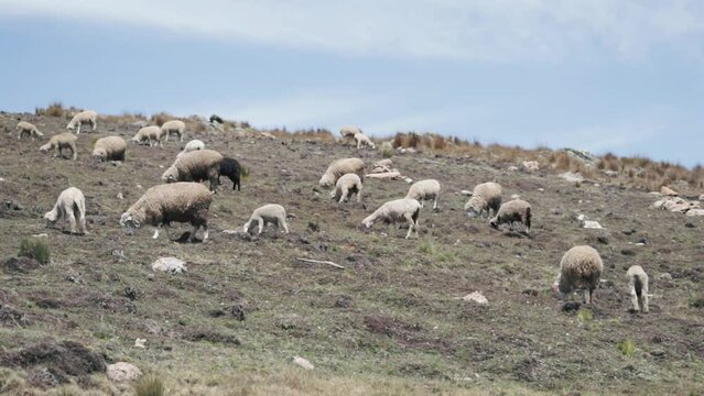 Sheep eating ichu on a mountain in South America. Concept of animal husbandry, landscapes, lifestyle of the Andes (Peru).