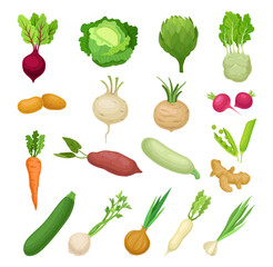 Ripe Vegetables as Agricultural and Garden Crop Big Vector Set