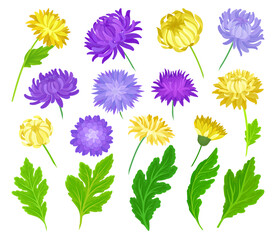 Purple and yellow aster flowers set. Blooming chrysanthemums, design elements for invitation, greeting card vector illustration