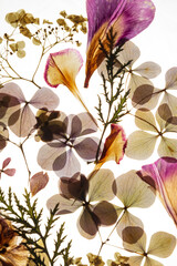 dry flowers on the white