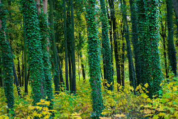 Fototapeta premium autumn park with ivy, Belarus
