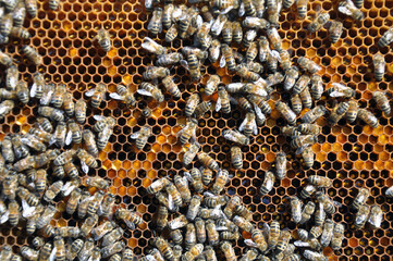 Honey bees on a honeycomb with pollen