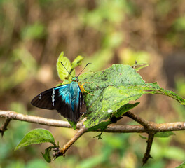 Blue Morpho Butterfly Costa Rica