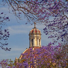 Jacarandas blooming at Alameda Central park downtown Mexico city with the Cathedral Dome on the...