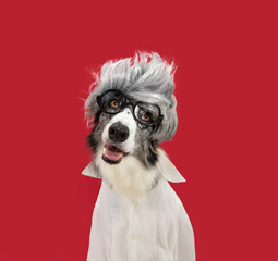 Funny border collie dog celebrating carnival, halloween or new year dressed as a wig, glasses and shirt. Isolated on red magenta background. Albert Einstein concept