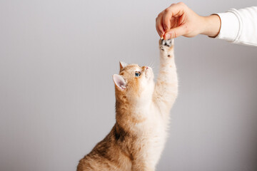 eine hand füttert eine katze mit einem streifen fleisch
