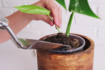 A woman gardener pours soil for planting a houseplant in a pot, home interior. Female hand is pouring earth into a flower pot using a spatula to prepare the soil, background white brick wall