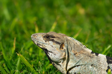 Portrait of spiny tailed iguana sitting on a lawn and suntanning.