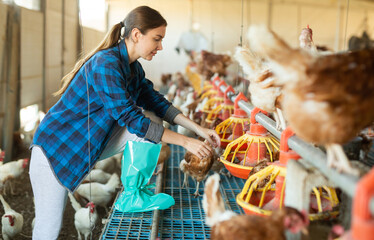 Focused female farmer in plaid shirt controling chicken feeding on farm indoor