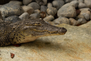 Portrait of smiling funny siamese crocodile sitting on rocks.
