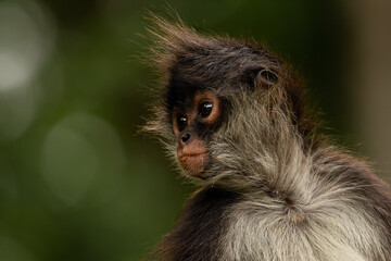 Funny cute Yukatan spider monkey in jungles, profile look. - Powered by Adobe