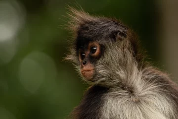Gordijnen Funny cute Yukatan spider monkey in jungles, profile look. © Saeedatun