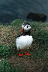 Pulcinella di mare, Puffins, Islanda