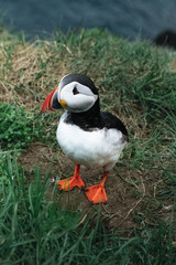 Pulcinella di mare, Puffins, Islanda