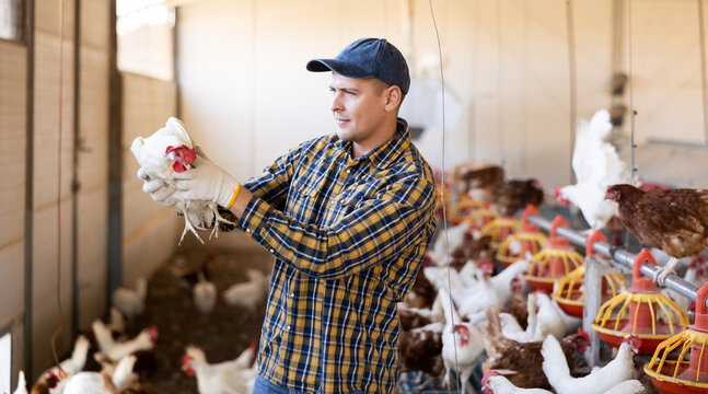 Focused man farmer worker in gloves taking care of chicken during work in henhouse, indoors