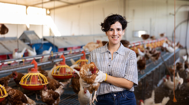 Female latino farmer holding chicken in poultry farm