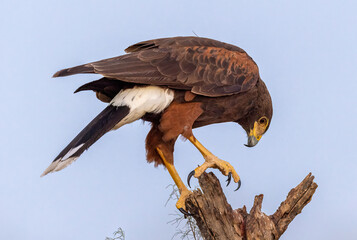 Harris's hawk on tree stump