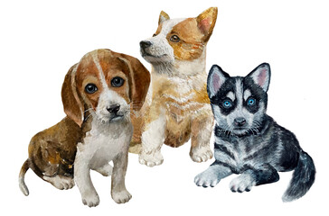 Three cute puppies are