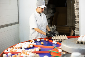 Chicken farm female employee sorts and labels fresh chicken eggs