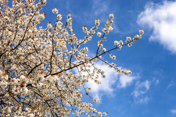 Spring blossom against blue sky