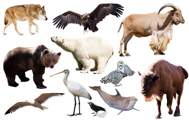 Set of bear and other european animals. Isolated on white background with shade