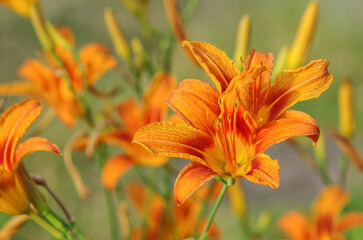 Fototapeta premium Beautiful floral background. bright orange lilies blooming in the garden with green grass landscape.