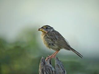 sparrow eating a bug