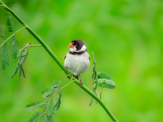 seedeater bird perched on a vine with green background