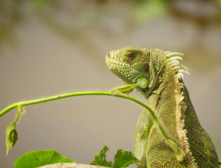iguana on a tree