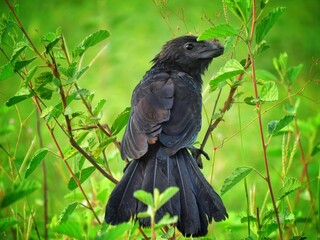 black bird on the grass