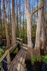 Nature scene at Highlands Hammock State Park Sebring Florida USA