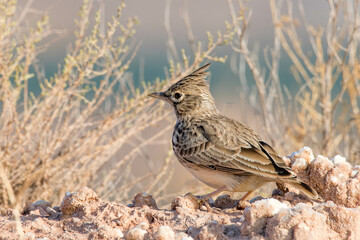 Fototapeta premium Cogujada común