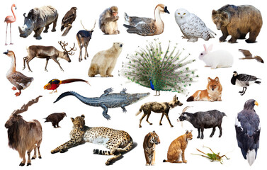 assortment of many kind of asian wild birds, reptiles and animals on white background
