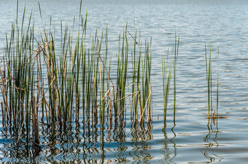 Stems of young reeds in a forest lake and waves of a forest lake.