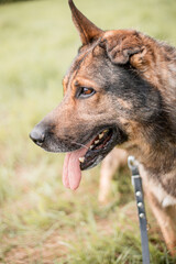 portrait of a shepherd
