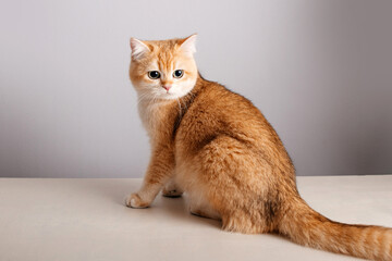 Rot getigertes Kätzchen auf weißem Hintergrund