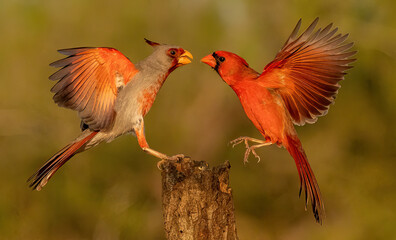 Pyrrhuloxia and Northern Cardinal flying to tree stump