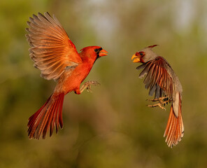Northern Cardinal and Pyrrhuloxia together in flight