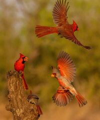 Northern Cardinals and Pyrrhuloxia flying