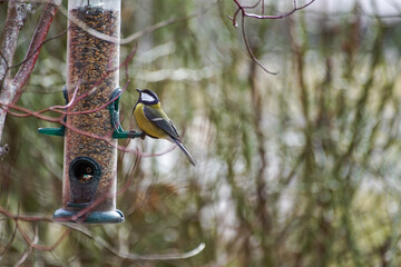 Naklejka premium great spotted woodpecker