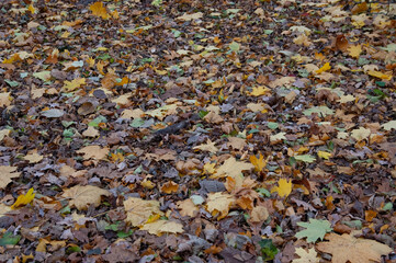 Autumn background: the ground is covered with fallen autumn leaves